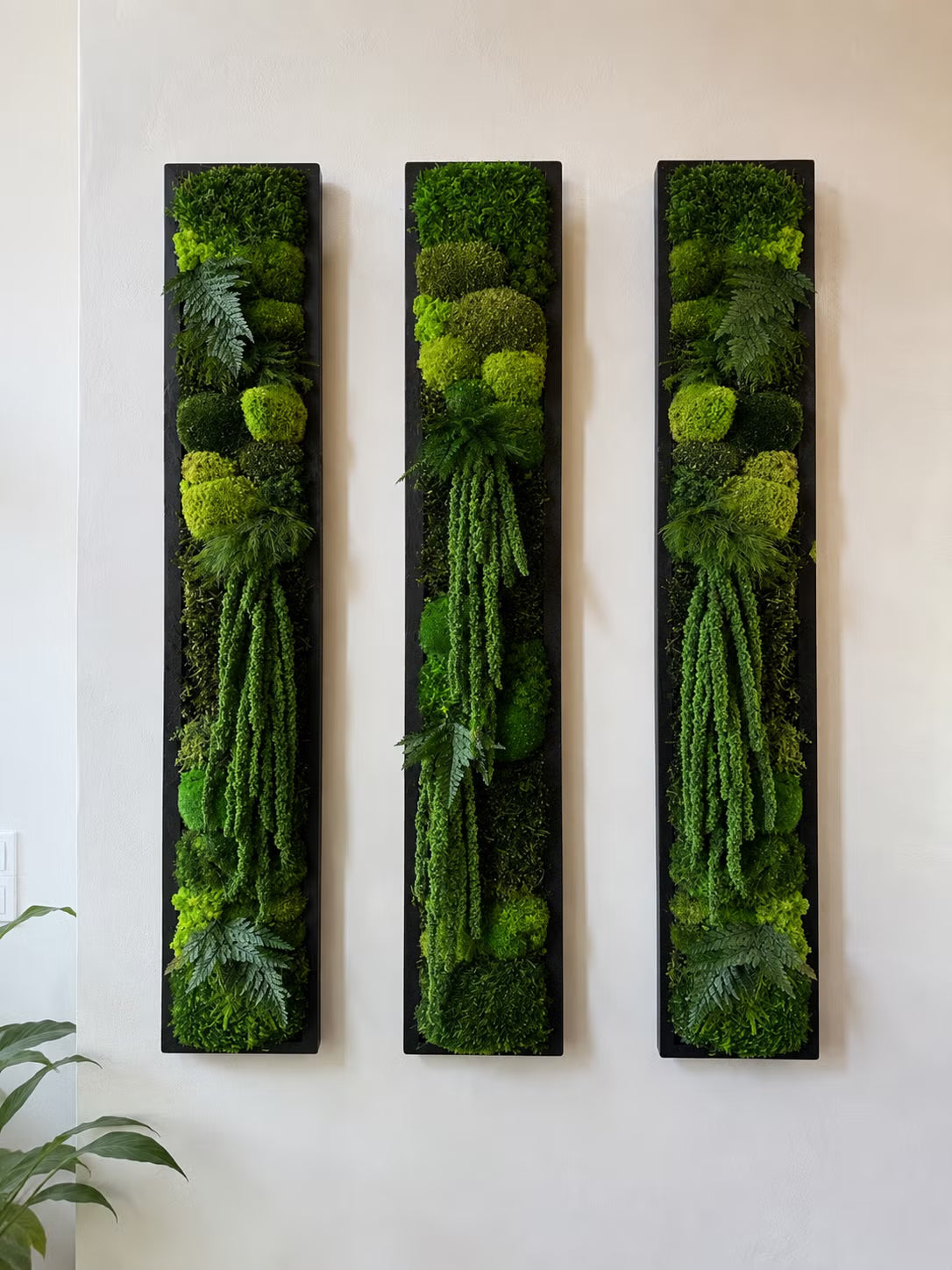 Three tall rectangular black-framed vertical moss walls with lush green plants, displayed side-by-side on a white wall.